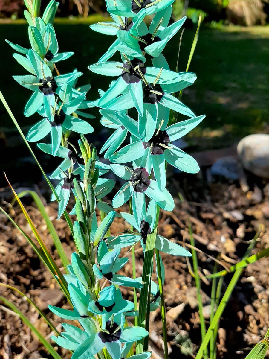Ixia viridiflora, Perennial Flowers | Crafted Earth